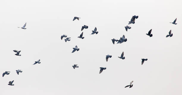 istock a flock of pigeons in the gray sky 890763670