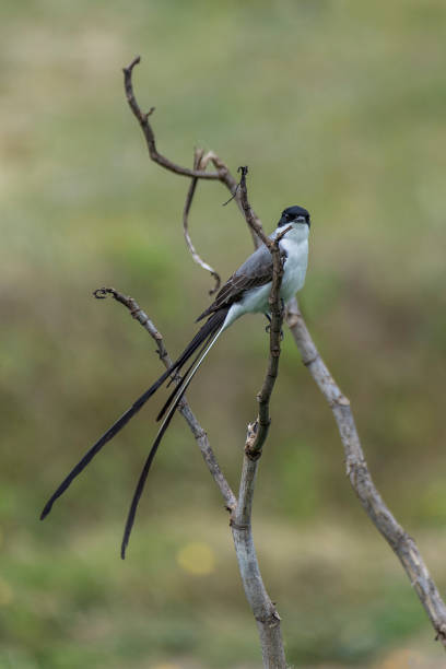 istock Fork-tailed flycatcher or Scissor tailed flycatcher (Tesourinha Bird), Brasil 890764206