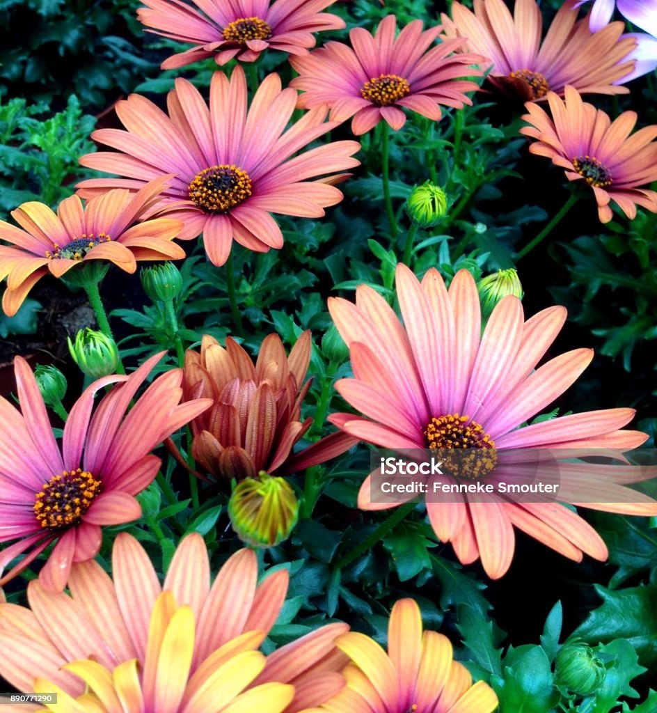 maroon Cape Marguerite Daisy flowers a floral display of maroon-pink colored Cape Marguerite Daisy flowers in bloom during summer Flower Stock Photo