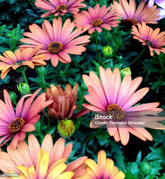 Maroon Cape Marguerite Daisy Flowers Stock Photo - Download Image Now - Flower, Springtime, Aster