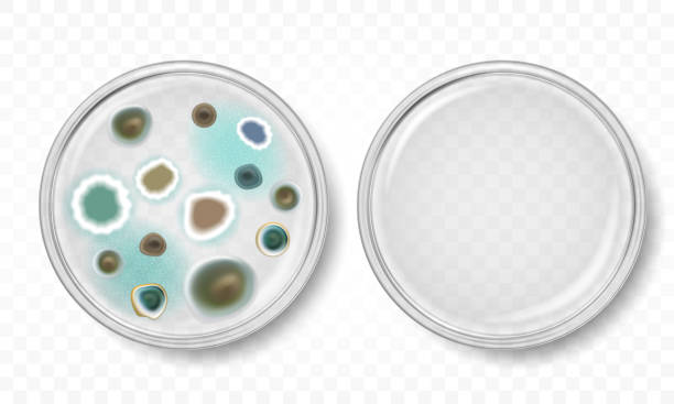 szalka petriego z koloniami pleśni - petri dish bacterium micro organism fungus stock illustrations