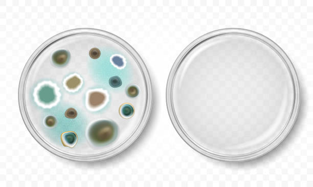 Petri dish with mold colonies Petri dish with mold colonies vector laboratory bacterium petri dish cell stock illustrations