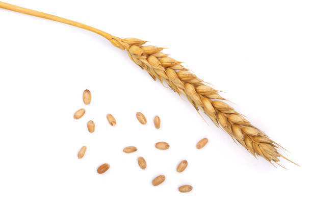 istock grain and ears of wheat isolated on white background. Top view 890772580