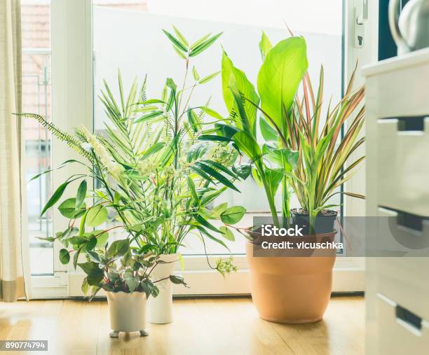 Houseplant Pots Arrangement At Window In Living Room Stock Photo - Download Image Now