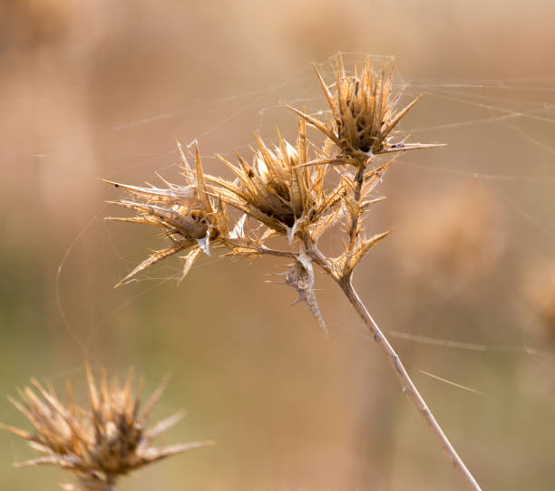 istock Dry prickly plant in nature 890774908