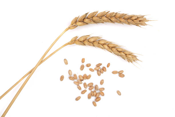 istock grain and ears of wheat isolated on white background. Top view 890774974