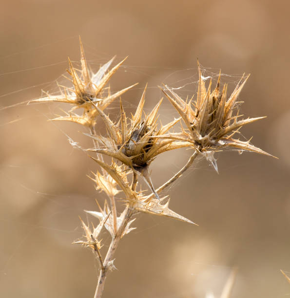 istock Dry prickly plant in nature 890775086