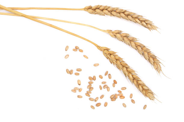 istock grain and ears of wheat isolated on white background. Top view 890775102