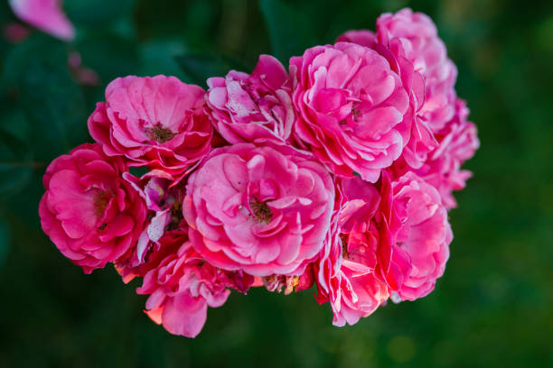 istock Ten lovely pink roses 890775790