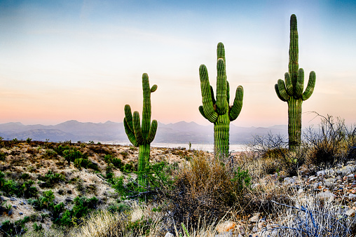 (Carnegiea gigantea)  Saguaro Cactus on the San Carlos Apache Reservation