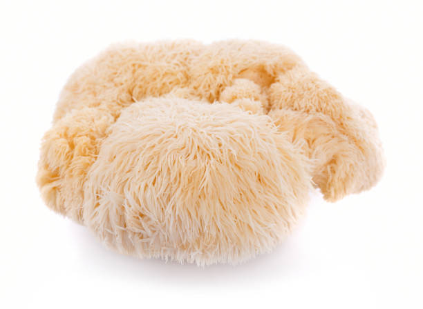 istock lion mane mushroom isolated on white background 890775872
