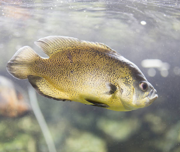 istock beautiful fish in the aquarium 890778950