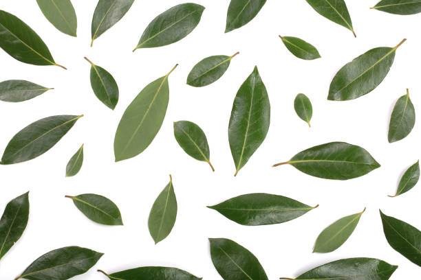 istock laurel isolated on white background. Fresh bay leaves. Top view. Flat lay pattern 890779234