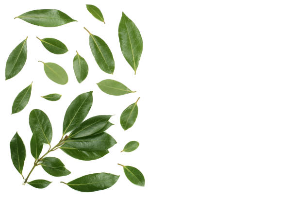 istock laurel isolated on white background with copy space for your text. Fresh bay leaves. Top view. Flat lay pattern 890779334