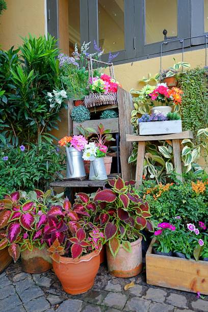istock Many Flowerpots With Blooming Plants with vintage background 890779796