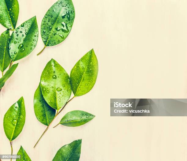 Green Leaves Layout Stock Photo - Download Image Now - Leaf, Green Tea, Tea Crop