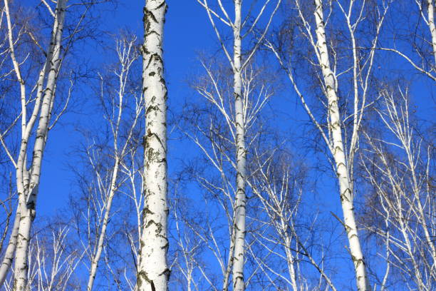 istock trunks of birch trees in birch-wood 890786250