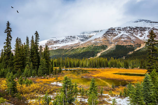 istock Yellow grass and small lakes 890786450