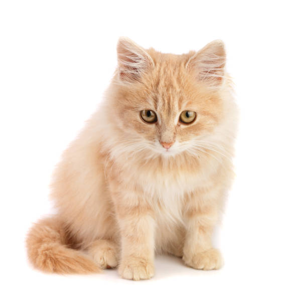 istock Cute little red kitten isolated on white background 890786536