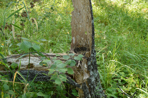 istock The stump in the grass and the old broken tree fallen in the forest 890786770