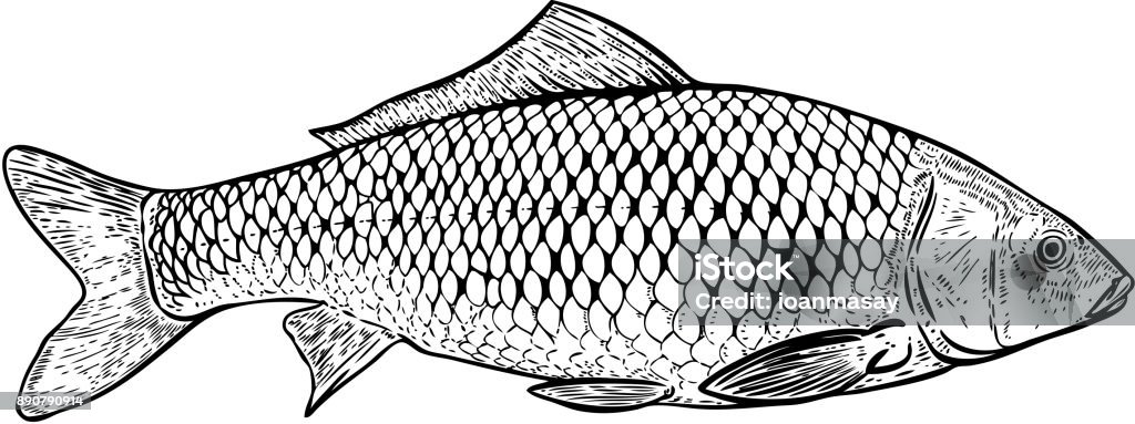 Illustrazione di pesce carpa disegnata a mano. Elementi di design per poster, menu, banner, menu. Illustrazione vettoriale - arte vettoriale royalty-free di Pesce