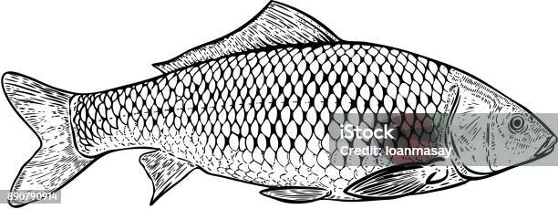 Illustrazione Di Pesce Carpa Disegnata A Mano Elementi Di Design Per Poster Menu Banner Menu Illustrazione Vettoriale - Immagini vettoriali stock e altre immagini di Pesce