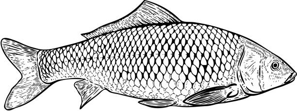 Hand drawn carp fish illustration. Design elements for poster, menu, banner, menu. Vector illustration