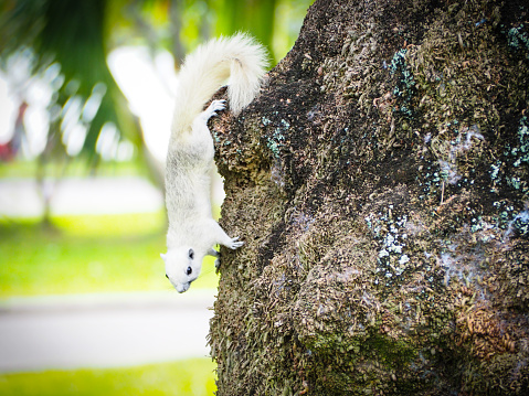 A variegated squirrel jumps from one branch to another in a tree in Costa Rica.