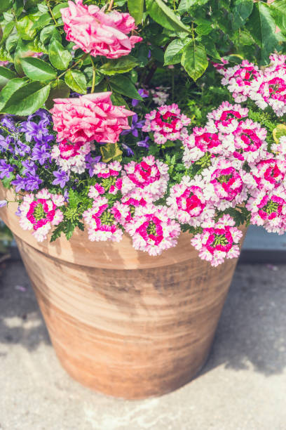 istock Terracotta container with Beautiful pink summer flowers 890794470