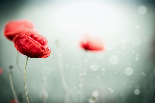 Close up of eautiful Poppies at blurred nature background