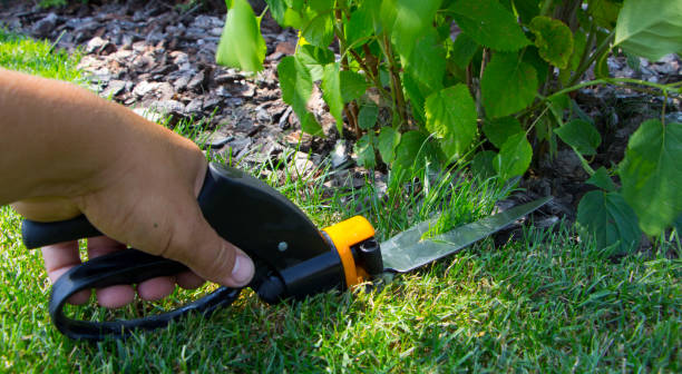istock Scissors for trimming a lawn, against a bright green grass 890796764