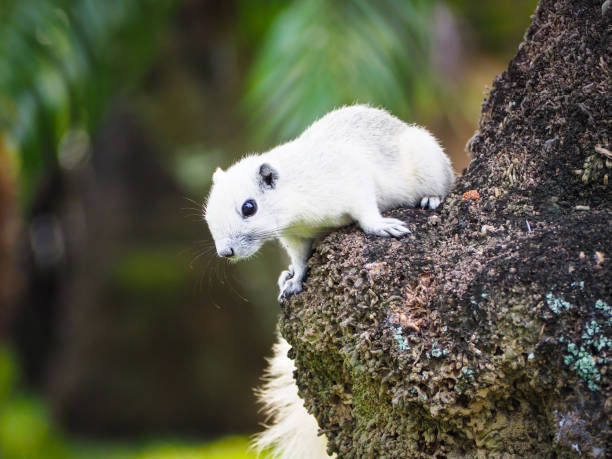 istock The little squirrel are interested in something. 890798234