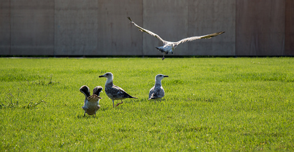 Beautiful seaside bird seagulls on the green grass