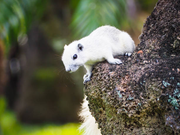 istock The little squirrel are interested in something. 890802860
