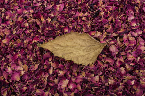 istock Dry leaf on dry rose petal background 890802876