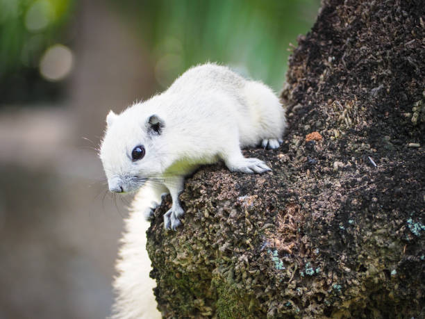 istock The little squirrel are interested in something. 890803172