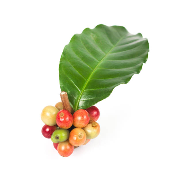 istock fresh coffee beans on white background ,concept food and drink. 890804012