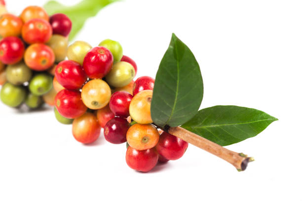 istock fresh coffee beans on white background ,concept food and drink. 890804058