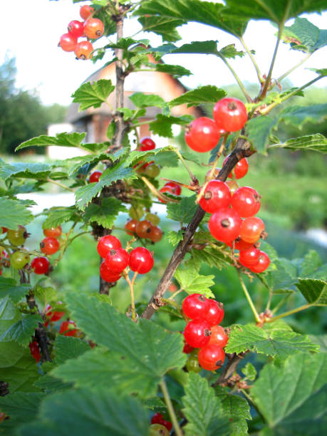 istock red berries and green leaves 890806274