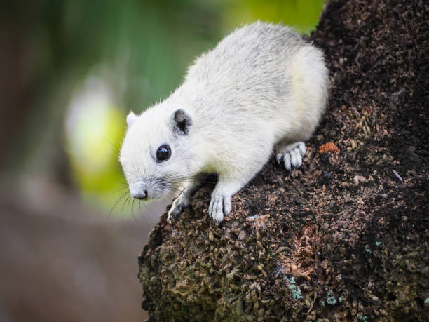 istock The little squirrel are interested in something. 890806378