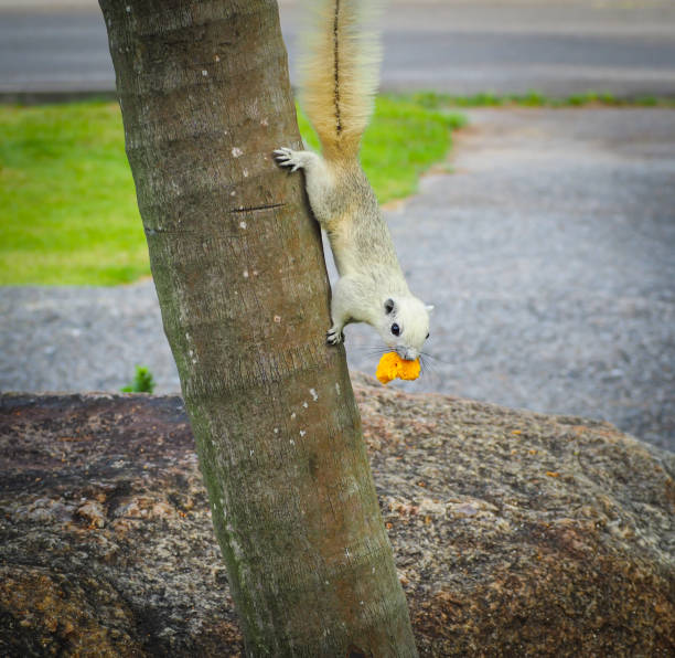 istock The little squirrel are interested in something. 890810718