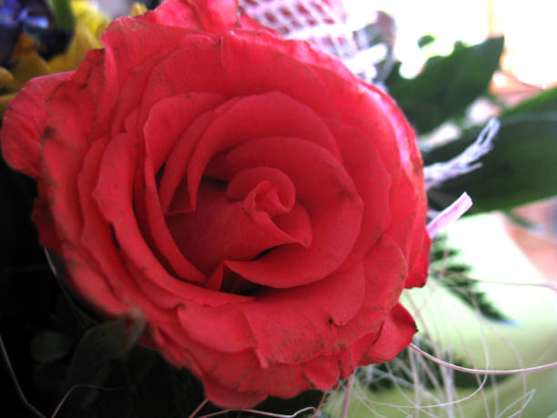 istock red flower of rose 890813052