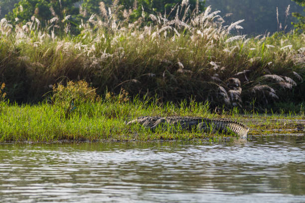 istock Crocodile in the Rapti river in Chitwacrocodilen , Nepal 890813212