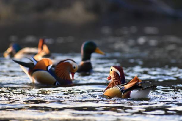 istock A colourful male mandarin duck. (Aix galericulata) 890813462