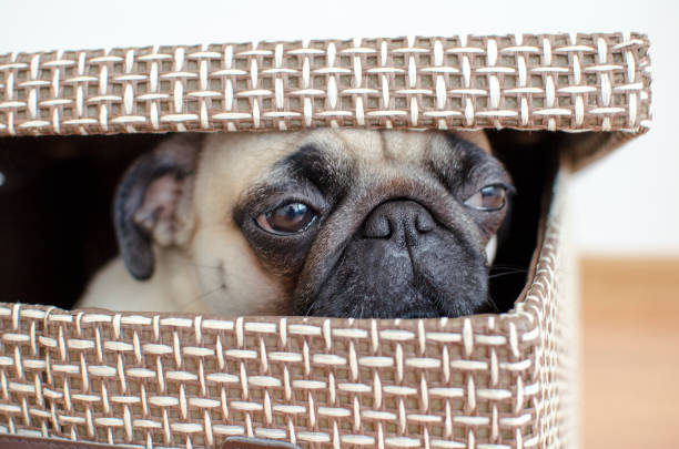 istock Cute sad pug sitting and hiding in box 890813620