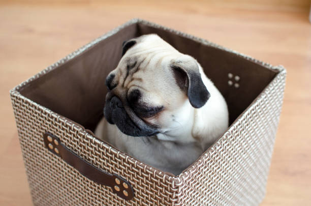 istock Cute sad pug sitting and hiding in box 890813630
