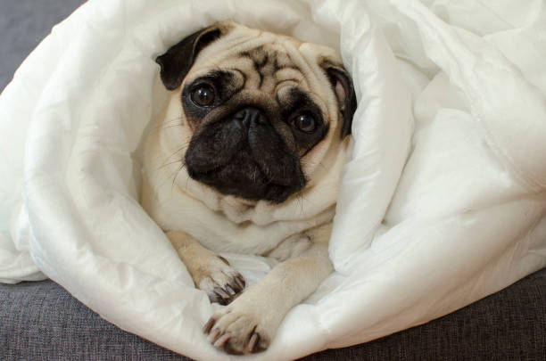 istock Sad  dog breed pug in blanket 890813650