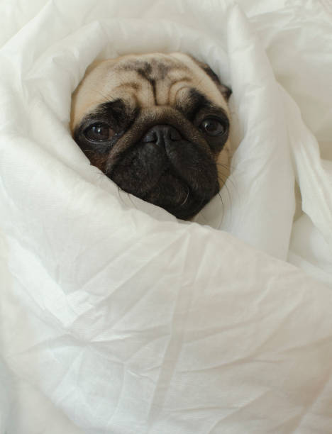 istock Sad  dog breed pug in blanket 890813652