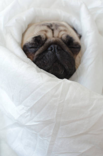 istock Sad  dog breed pug in blanket 890813662