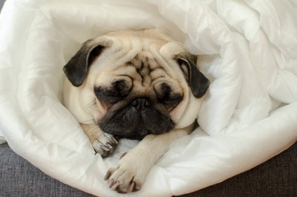 istock Sad  dog breed pug in blanket 890813676